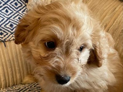 Cavapoo puppies in Cavan