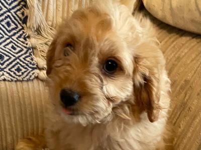 Cavapoo puppies in Cavan