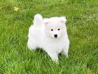 Stunning IKC Registered Samoyed puppies in Waterford