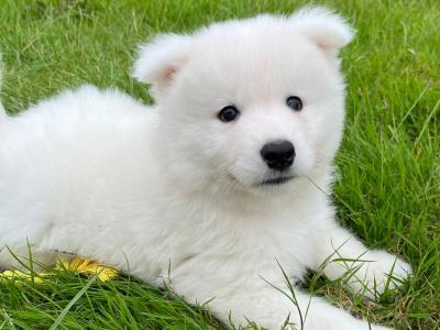 Stunning IKC Registered Samoyed puppies in Waterford