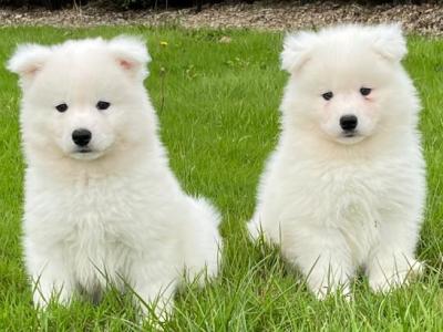 Stunning IKC Registered Samoyed puppies in Waterford