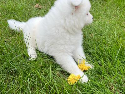 Stunning IKC Registered Samoyed puppies in Waterford
