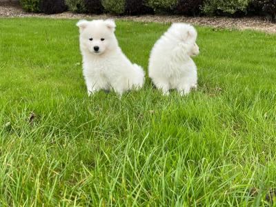 Stunning IKC Registered Samoyed puppies in Waterford