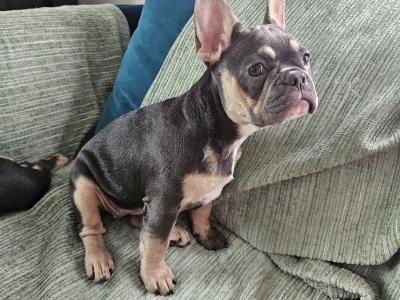 Pure breed Registered IKC (Pending) French Bulldogs in Dublin