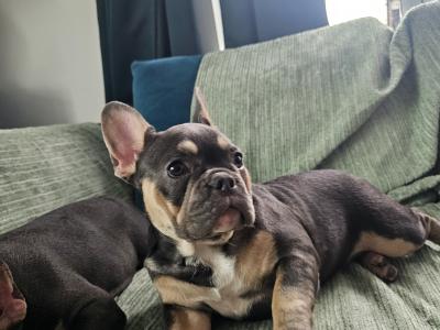 Pure breed Registered IKC (Pending) French Bulldogs in Dublin