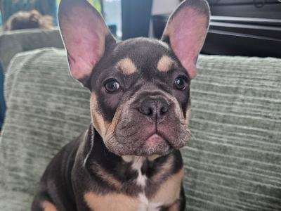 Pure breed Registered IKC (Pending) French Bulldogs in Dublin