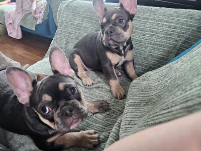 Pure breed Registered IKC (Pending) French Bulldogs in Dublin