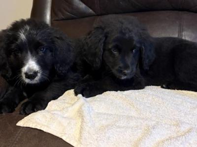 Adorable Bernedoodle puppies