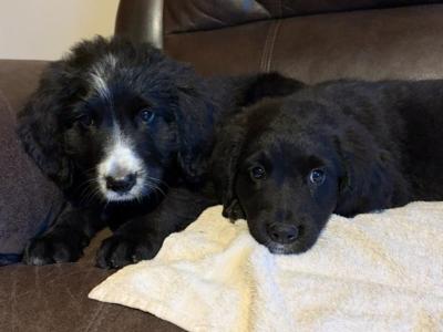 Adorable Bernedoodle puppies