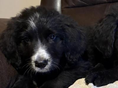 Adorable Bernedoodle puppies