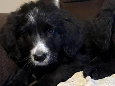 Adorable Bernedoodle puppies in Carlow