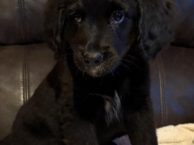 Adorable Bernedoodle puppies