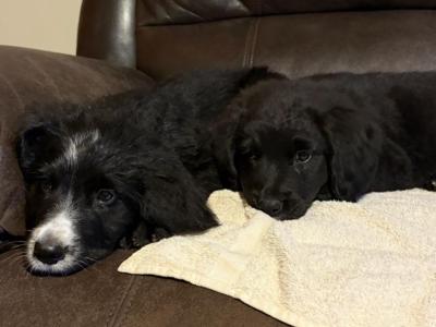 Adorable Bernedoodle puppies