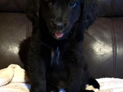 Adorable Bernedoodle puppies