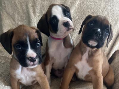 9 Boxer puppies IKC Registered(pending) in Galway