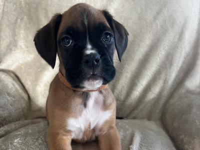 9 Boxer puppies IKC Registered(pending) in Galway