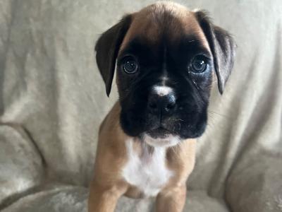 9 Boxer puppies IKC Registered(pending) in Galway