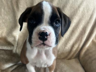 9 Boxer puppies IKC Registered(pending) in Galway