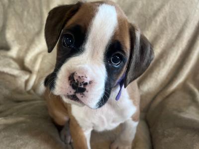 9 Boxer puppies IKC Registered(pending) in Galway