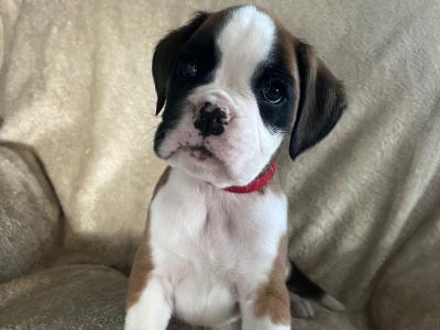 9 Boxer puppies IKC Registered(pending) in Galway