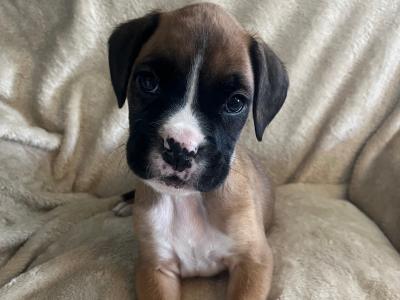9 Boxer puppies IKC Registered(pending) in Galway