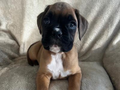 9 Boxer puppies IKC Registered(pending) in Galway