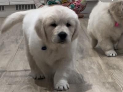 IKC Registered(pending) Pedigree Golden Retriever puppies in Offaly