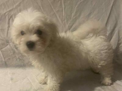 Female Maltese puppy in Galway