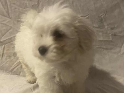 Female Maltese puppy in Galway
