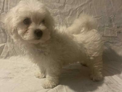 Female Maltese puppy in Galway