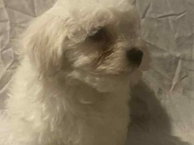 Female Maltese puppy in Galway