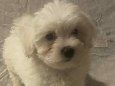Female Maltese puppy in Galway