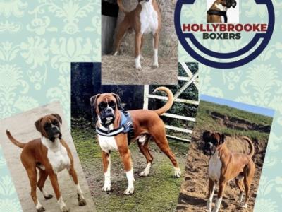 9 Boxer puppies IKC Registered(pending) in Galway