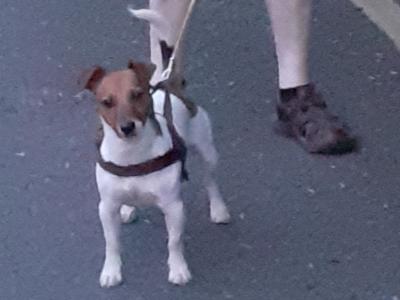 Best looking Jack Russell in Dublin in Dublin