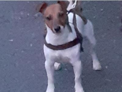 Good looking Jack Russell in Dublin