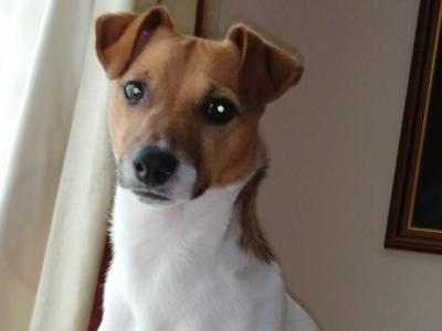 Best looking Jack Russell in Dublin in Dublin