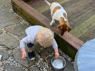 Best looking Jack Russell in Dublin in Dublin