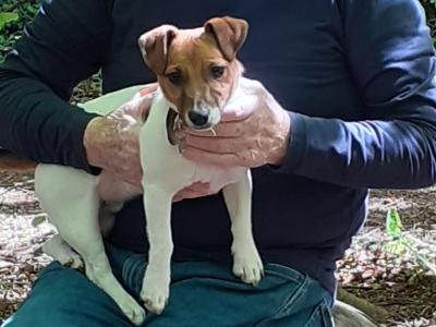 Best looking Jack Russell in Dublin in Dublin