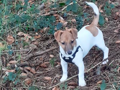Best looking Jack Russell in Dublin in Dublin