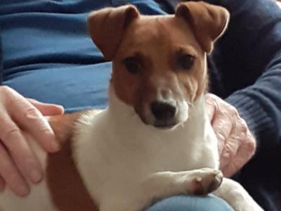 Best looking Jack Russell in Dublin in Dublin