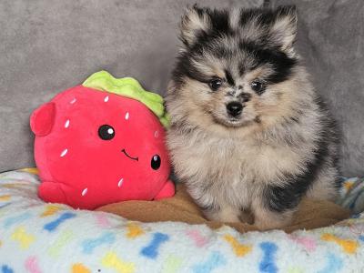 King 🤴 Pomeranian puppies 💙🇮🇪 in Offaly