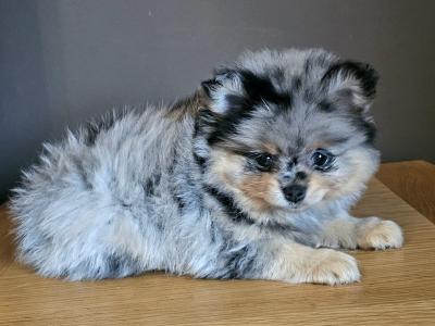 King 🤴 Pomeranian puppies 💙🇮🇪 in Offaly