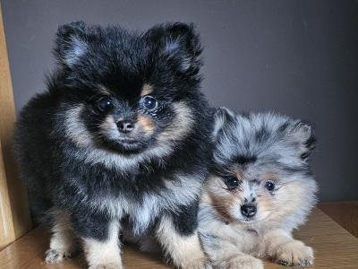 King 🤴 Pomeranian puppies 💙🇮🇪 in Offaly