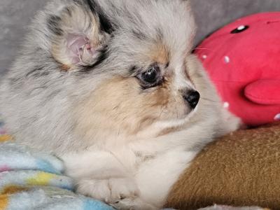 King 🤴 Pomeranian puppies 💙🇮🇪 in Offaly