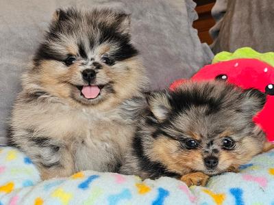 King 🤴 Pomeranian puppies 💙🇮🇪 in Offaly
