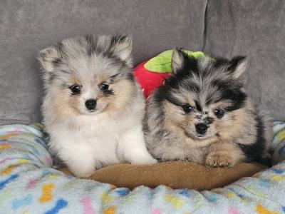 King 🤴 Pomeranian puppies 💙🇮🇪 in Offaly