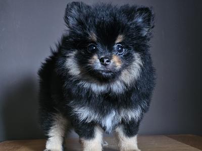 King 🤴 Pomeranian puppies 💙🇮🇪 in Offaly
