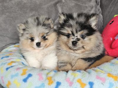 King 🤴 Pomeranian puppies 💙🇮🇪 in Offaly