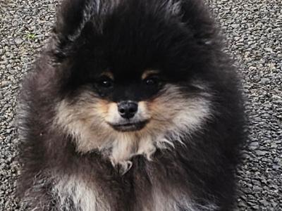 King 🤴 Pomeranian puppies 💙🇮🇪 in Offaly