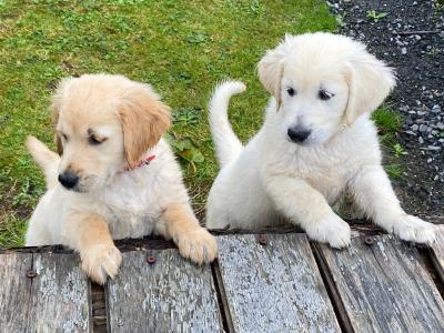 IKC Registered Golden / Cream Retriever puppies in Tipperary